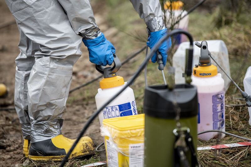 Coronavirus, la Danimarca abbatte 17 milioni visoni e scava le fosse comuni 5