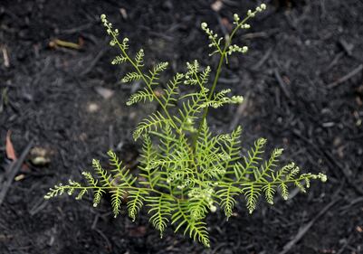 Incendi Australia, in salvo il bosco degli alberi-dinosauro 4