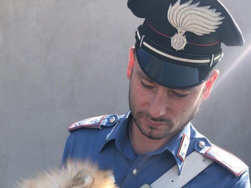 Ruba un cucciolo e lo nasconde in borsa, arrestata