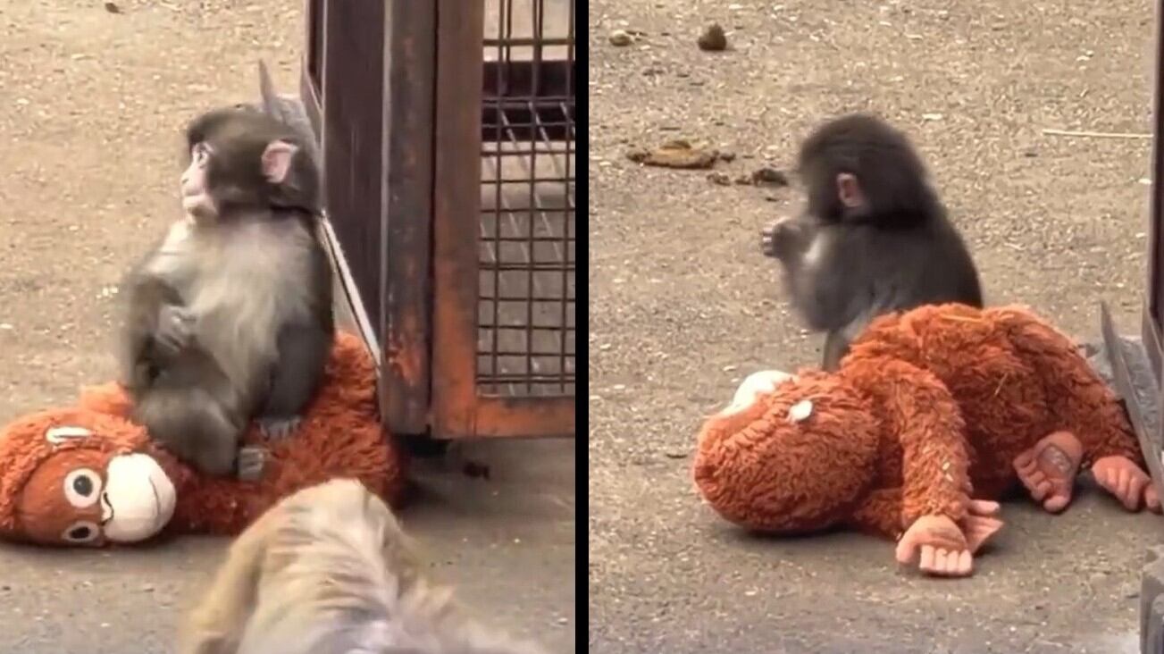 Rifiutato dalla mamma, si fa adottare da un peluche dell'Ikea: la commovente storia del macaco Punch