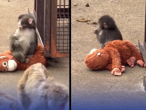 Rifiutato dalla mamma, si fa adottare da un peluche dell'Ikea: la commovente storia del macaco Punch