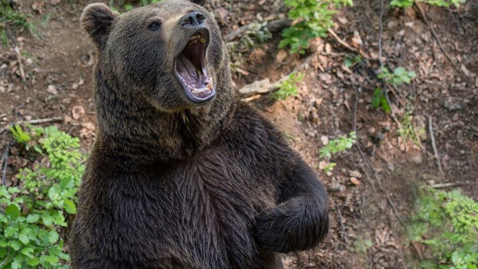 Orso sbrana il suo domatore: con la mascherina non l’ha riconosciuto
