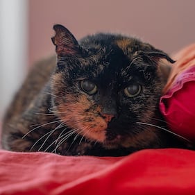 La colonia felina nel palazzo sforzesco di Milano 5