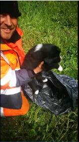 Milano, cagnolini gettati in tangenziale 6