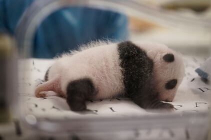 Belgio, i panda gemelli nati al Pairi Daiza 2