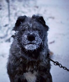Un inverno a -67,8°: il villaggio più freddo del mondo è in Siberia 4