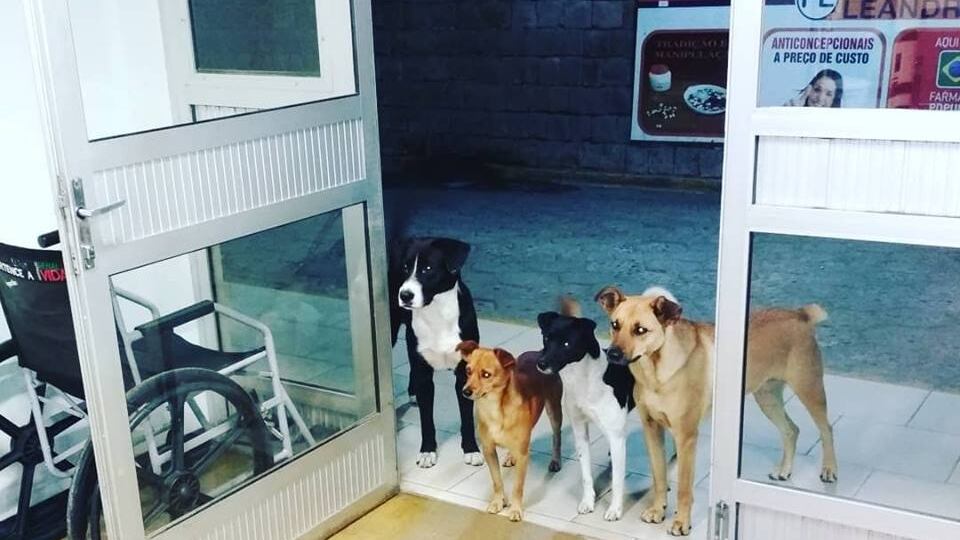 Il senzatetto è ricoverato e i suoi cani lo aspettano per ore fuori dall'ospedale
