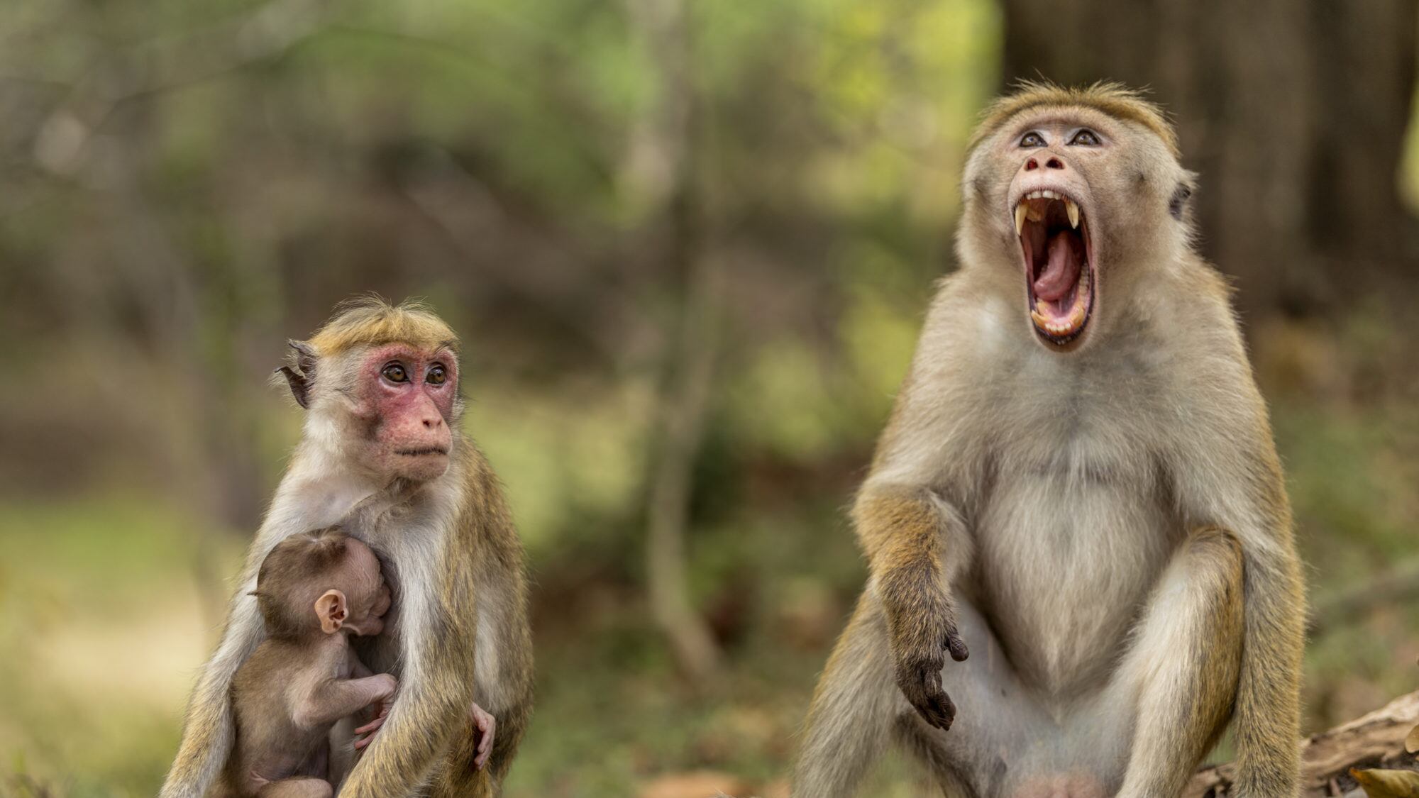 La scelta storica dell'Iss: liberi 9 macachi dopo 11 anni di esperimenti