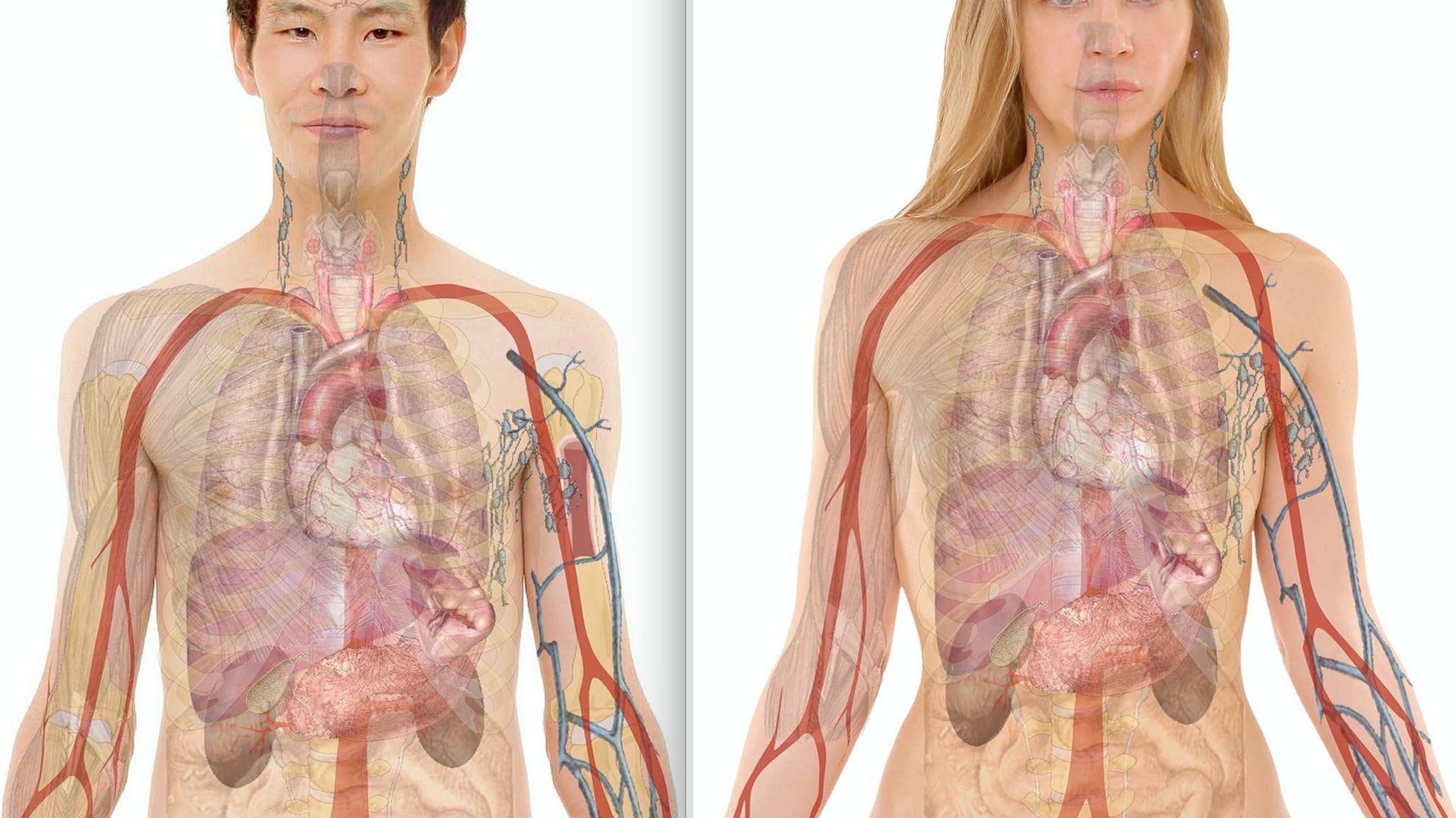 È umana solo la metà del nostro corpo