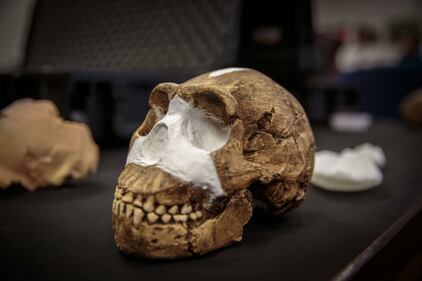 I resti dell'Homo Naledi, nuova specie umana 9