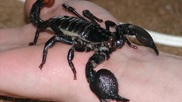 Neonata punta sette volte da uno scorpione: è salva per miracolo