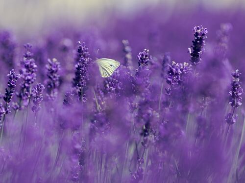 Così la lavanda toglie l'ansia