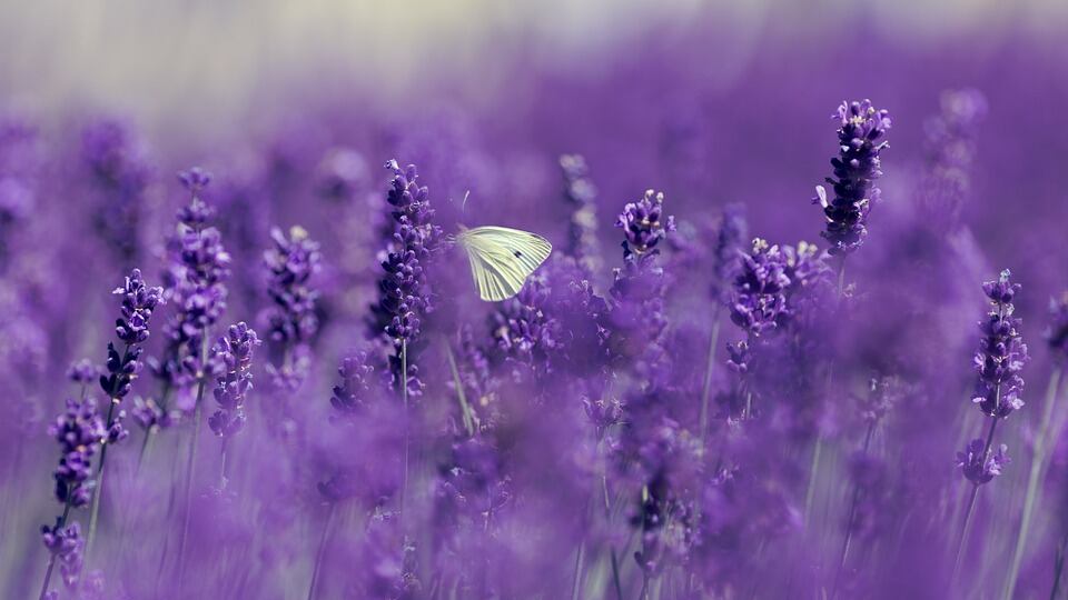 Così la lavanda toglie l'ansia