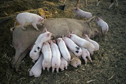 Il lavoro agricolo al tempo del coronavirus 5