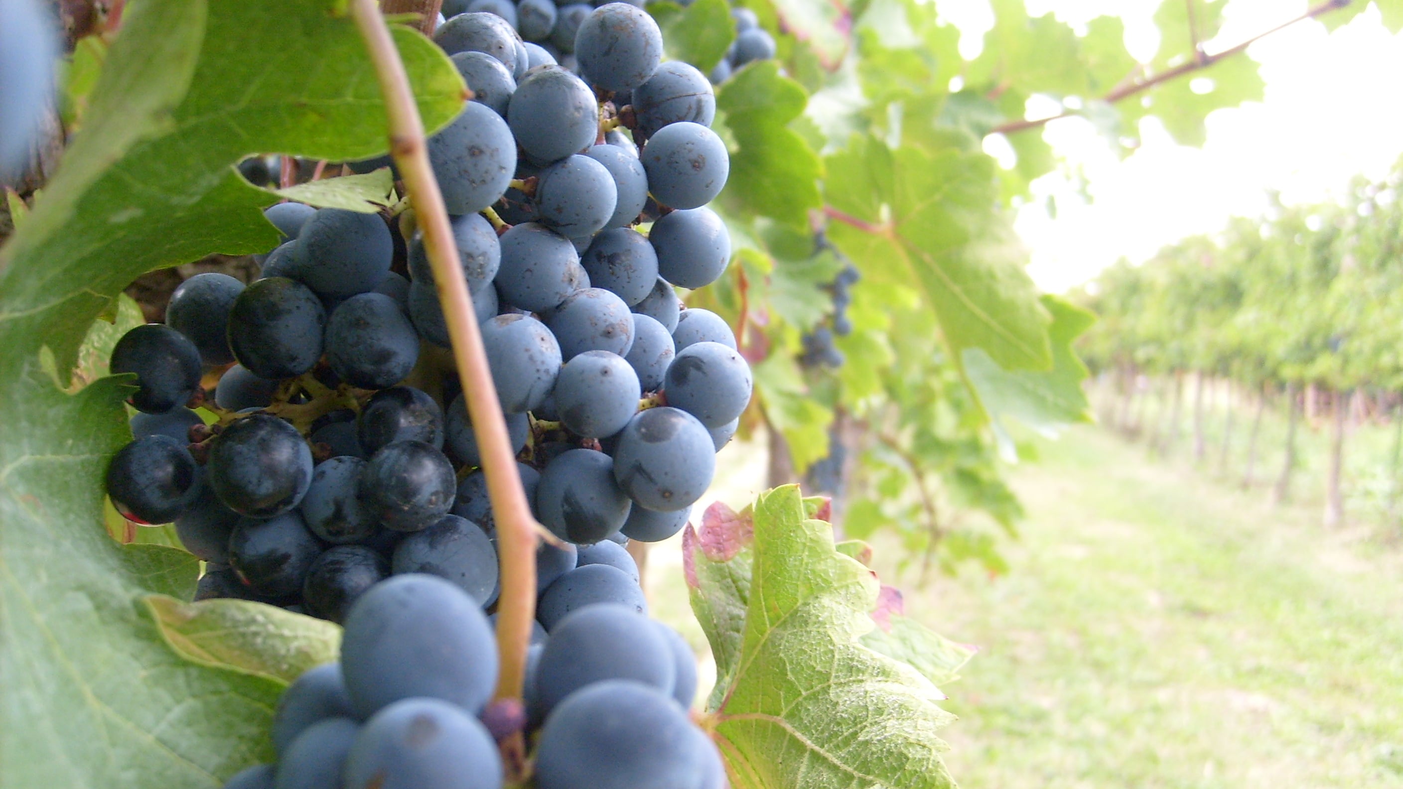 Più vino meno polenta