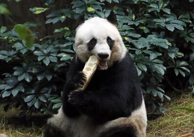 Il panda più vecchio al mondo fa gli anni oggi 8