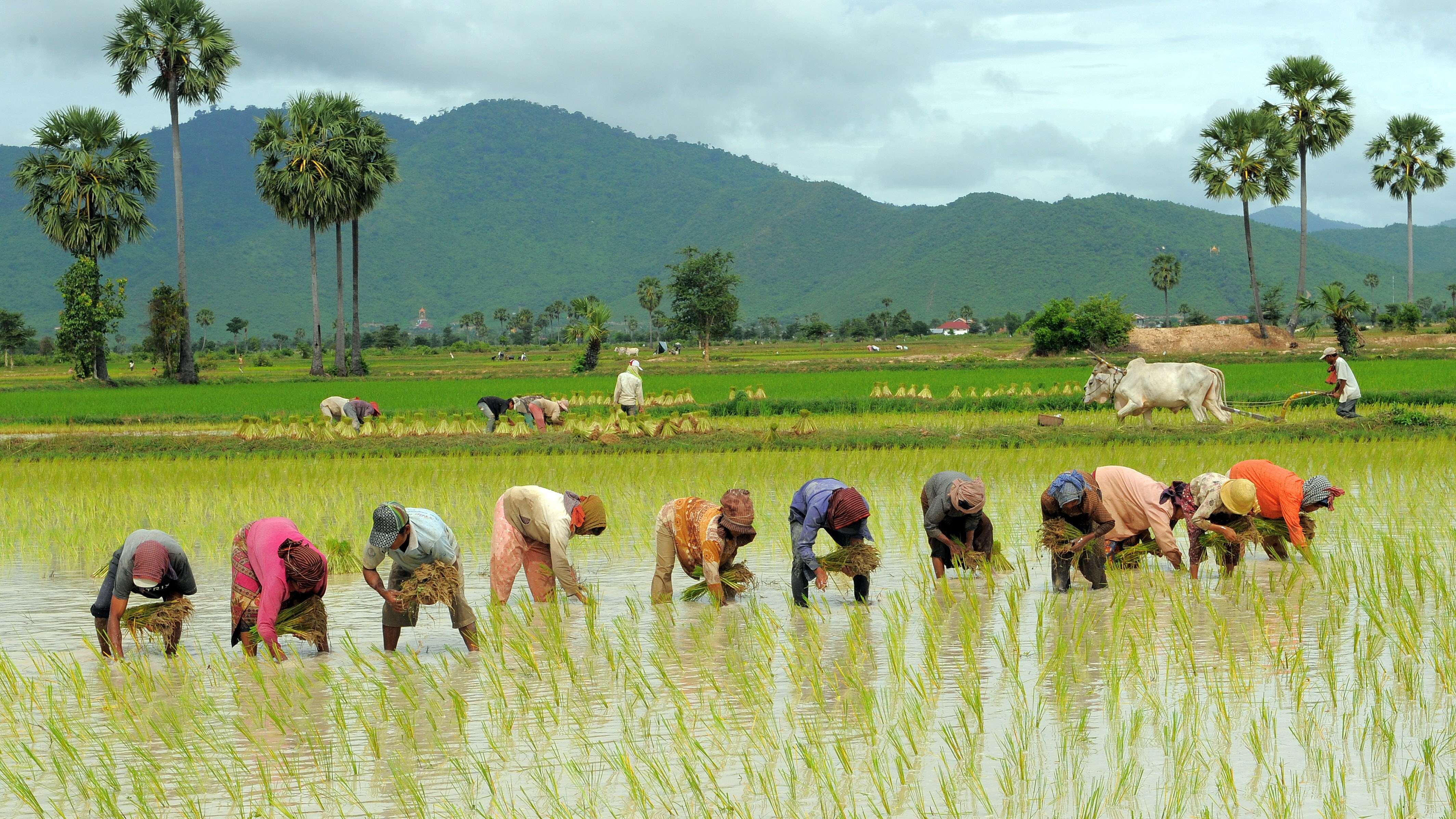 Il riso cambogiano a dazio zero mette in ginocchio il made in Italy