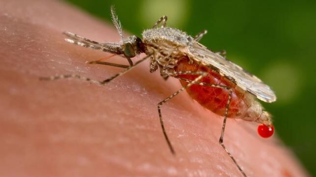 Crisanti lancia l'allarme: "La zanzara coreana trasmette il virus"