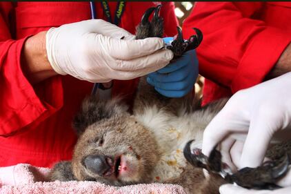 Incendi in Australia, a rischio migliaia di animali 4