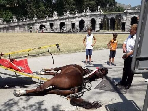 Reggia di Caserta, cavallo muore per il caldo: è bufera sull'uso delle botticelle