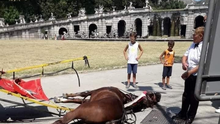 Basta cavalli al massacro