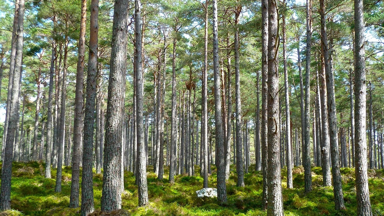 Nel bosco senza scuola, né vaccini. Due bimbi portati via da una comunità