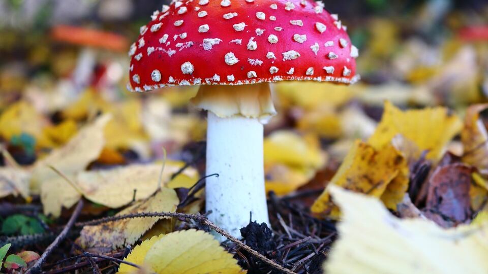 Intossicazione da funghi: nuovi casi nel brindisino