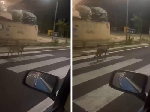 Roma, bimbo di 4 anni aggredito da una lupa. Catturato l'animale