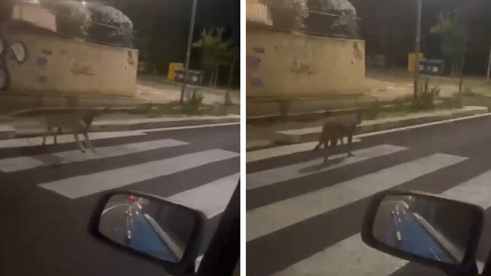 Roma, bimbo di 4 anni aggredito da una lupa. Catturato l'animale