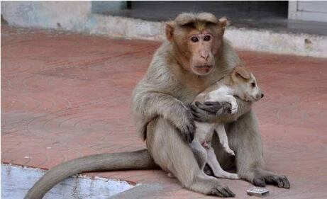 India, il macaco adotta il cagnolino 5