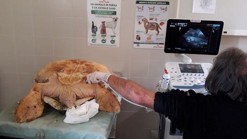 Barletta, il recupero della caretta caretta trovata in campagna 4