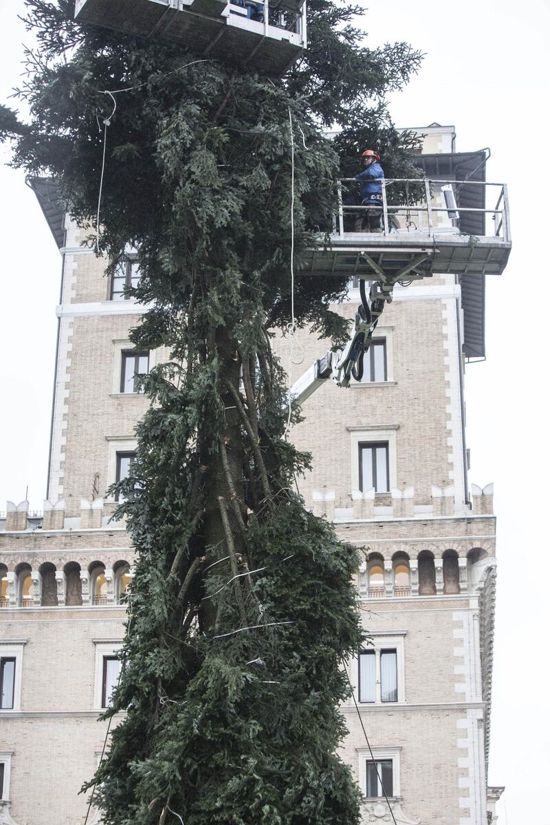 Il nuovo Spelacchio arriva a Roma, ma ha già i rami spezzati 8