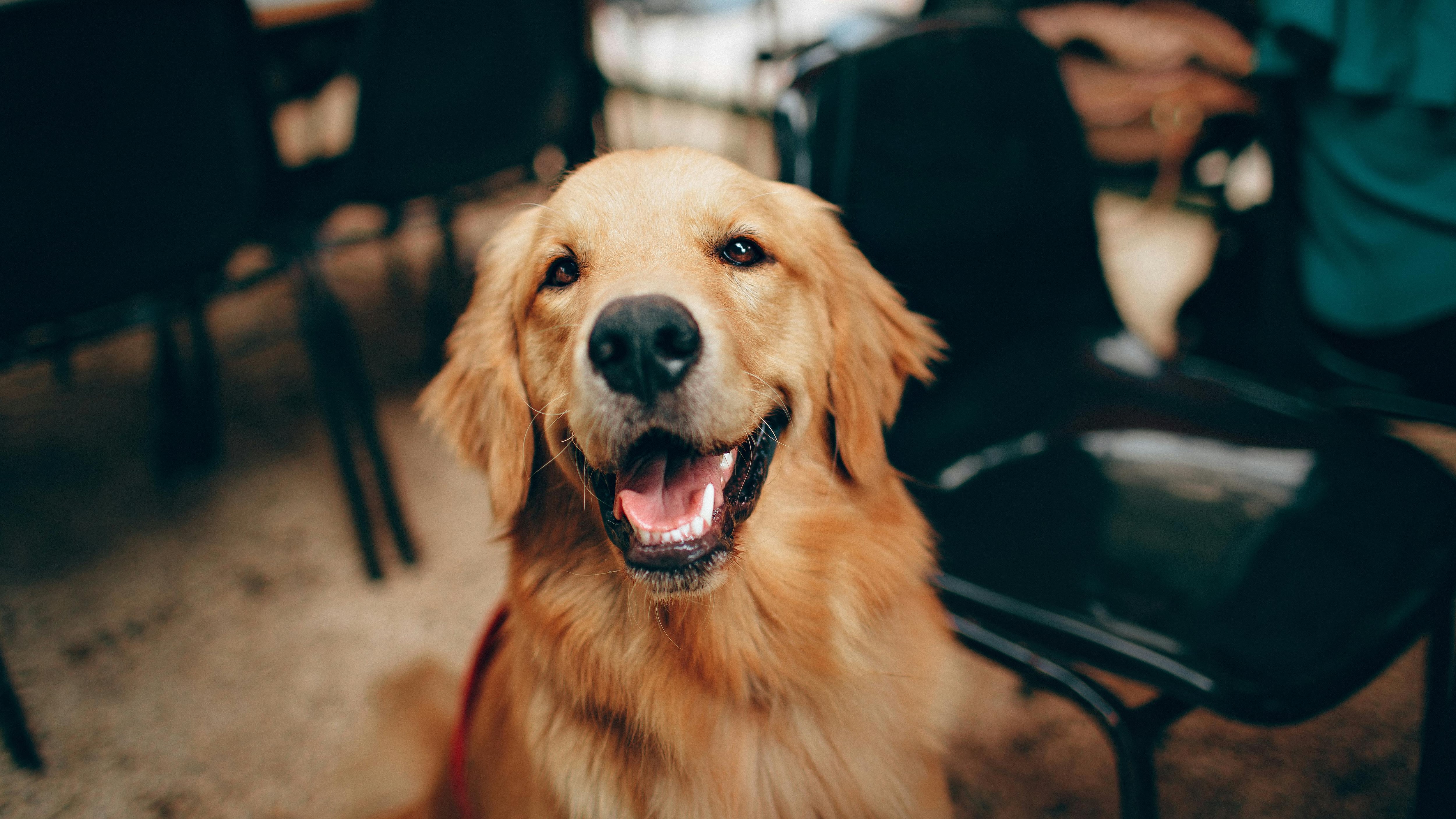 "Il Labrador non ti paga la pensione". Il sindaco vuol tassare chi ha un animale domestico e non un figlio