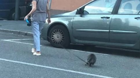 Baggio, passeggia con un procione al guinzaglio