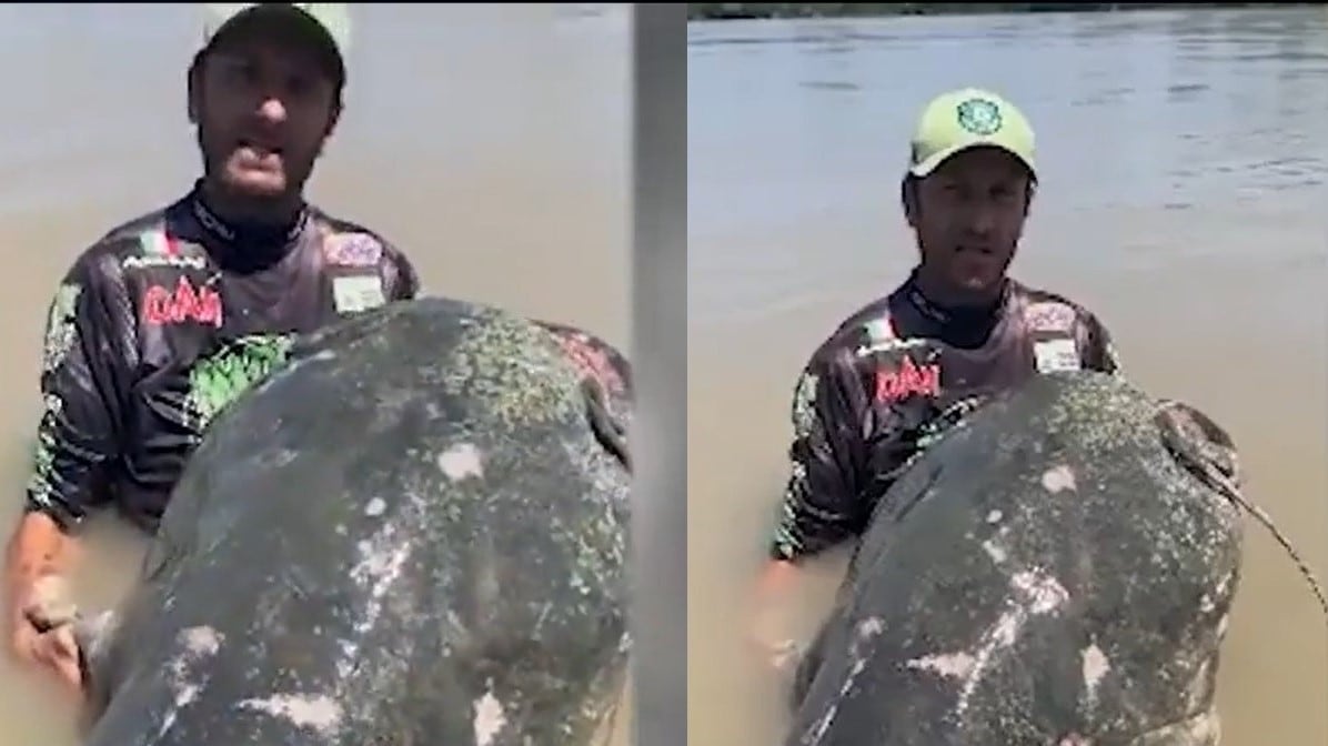 Ecco il "mostro" del Po, un pesce siluro di quasi 3 metri: è record mondiale