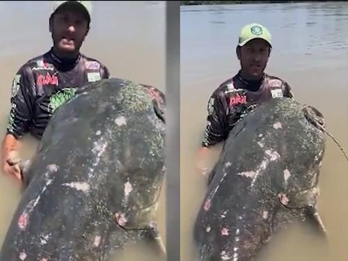 Ecco il "mostro" del Po, un pesce siluro di quasi 3 metri: è record mondiale