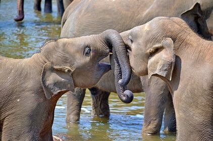 Elefante si fa un selfie 11