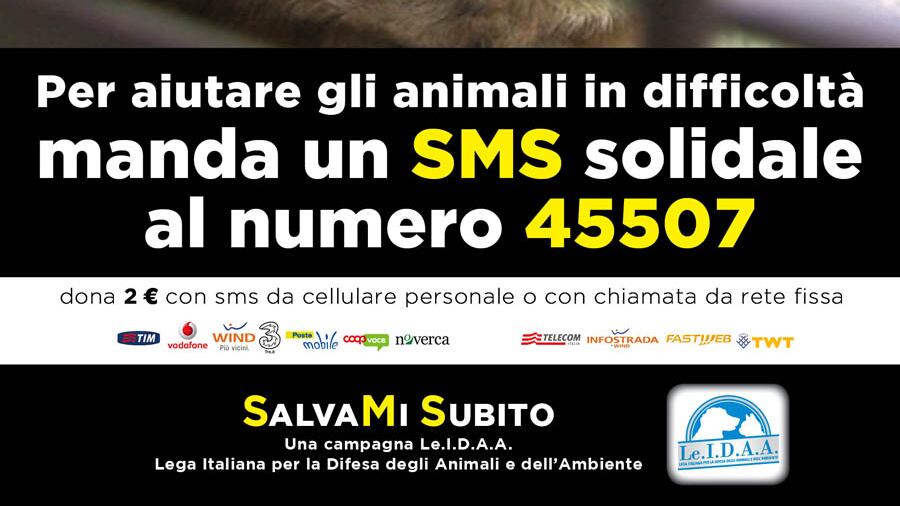 Per aiutare gli animali in difficoltà, al via la campagna "Sms - Salvami subito"