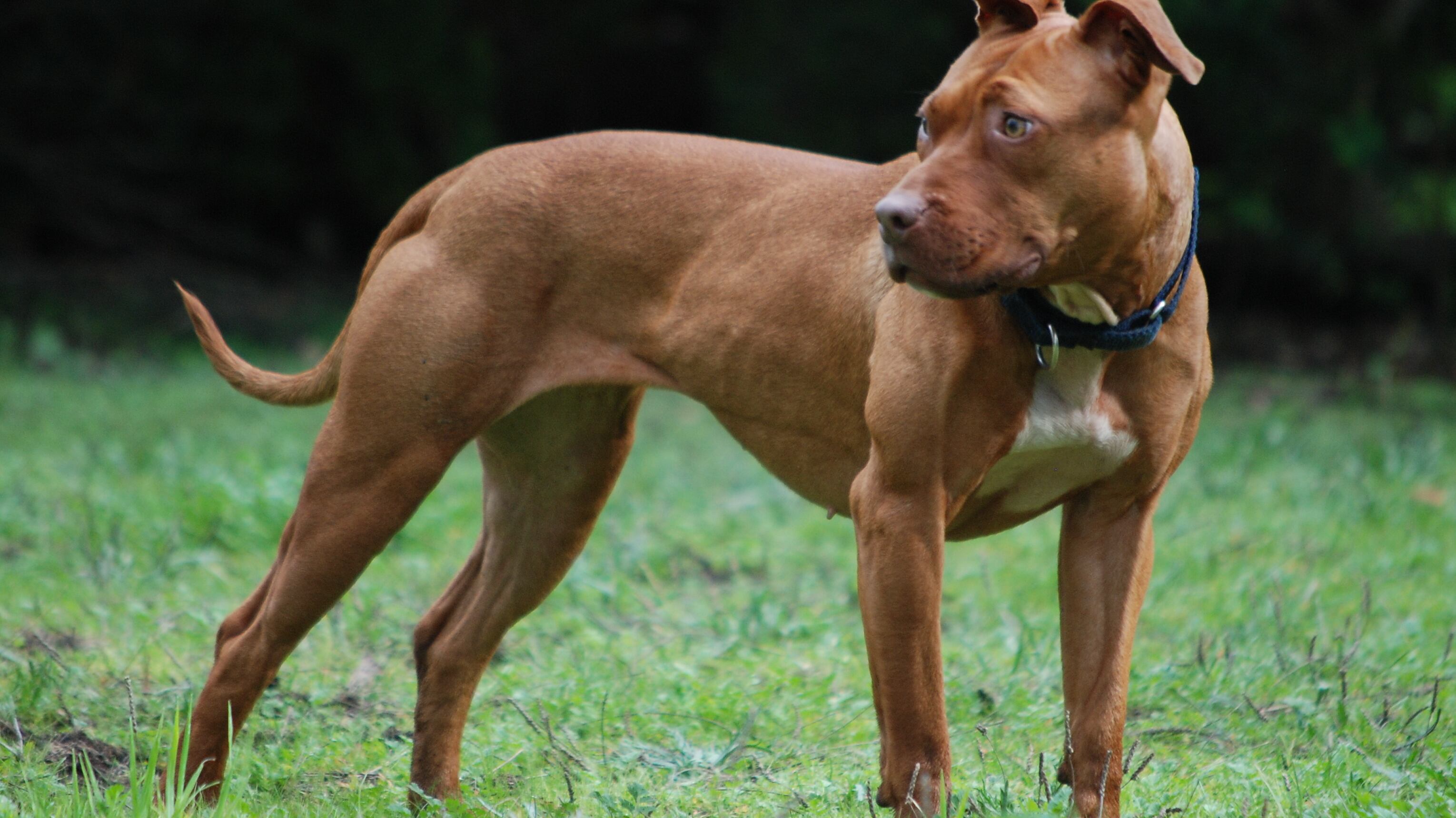 Tragedia a Vercelli: pitbull azzanna il bimbo di 5 mesi e lo uccide