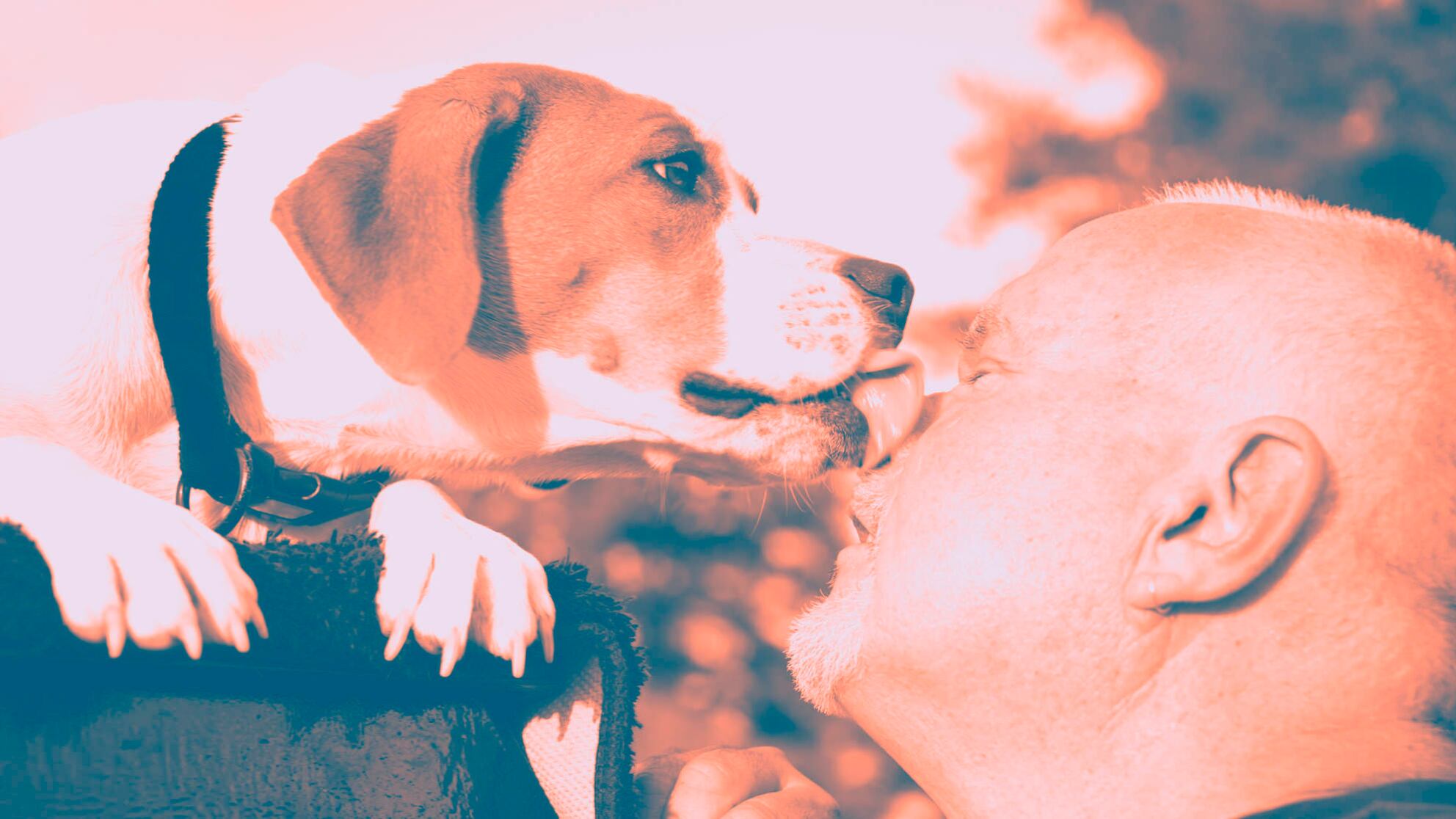 Le adozioni dei cuccioli? Si promuovono nelle Chiese