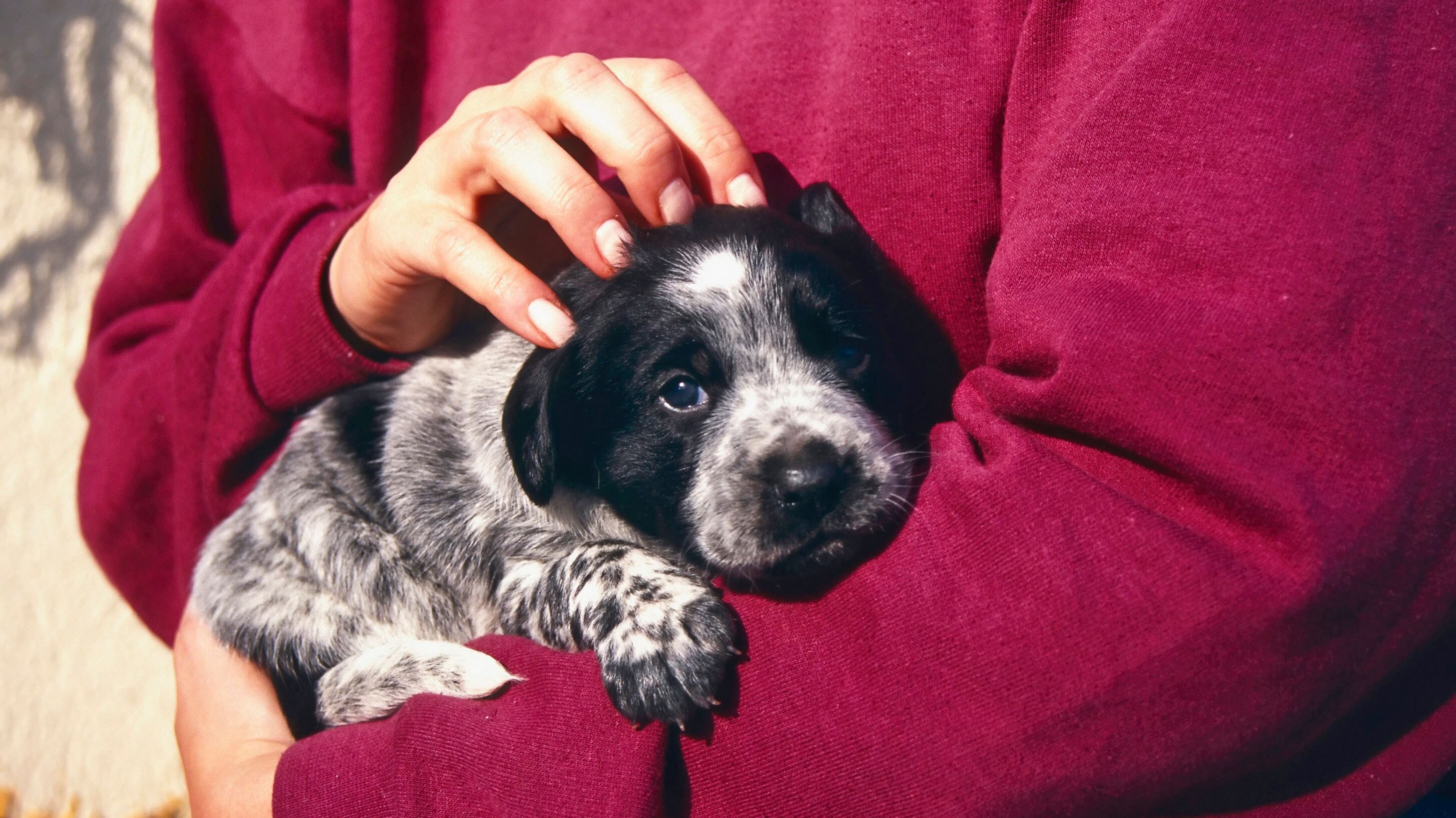 Volete far imbestialire il cane? Trattatelo da essere umano...