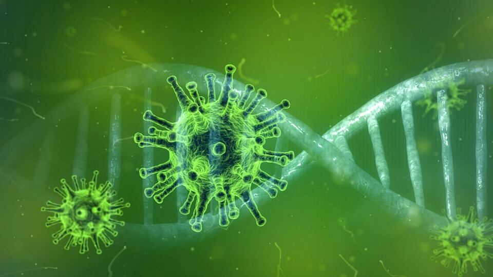 Polmoni, ecco come subiscono gravi attacchi di virus