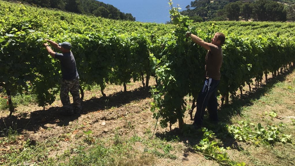 L'isola-galera dove i detenuti fanno il vino al Fresco(baldi)