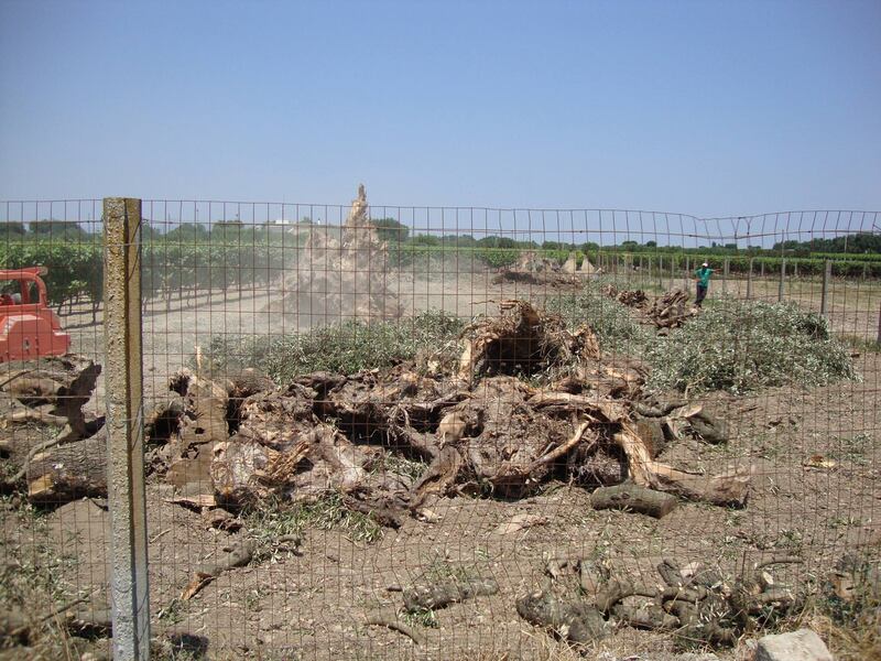 Ulivi abbattuti, il blitz a Oria 18