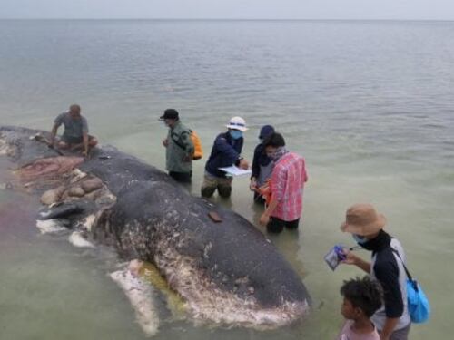 Indonesia, la foto della balena "mangiata" dalla plastica fa il giro del mondo