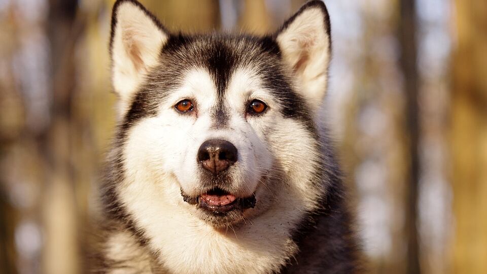 Solo in casa, il cane accende microonde e dà fuoco alla casa