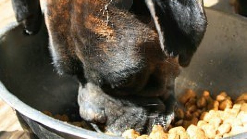 Così la siccità rende salata la ciotola di cani e gatti