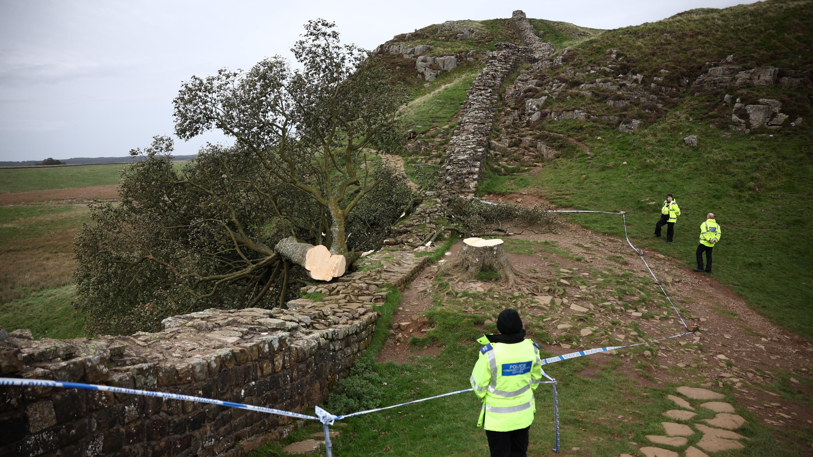 Distrussero l'"albero di Robin Hood". Due vandali condannati a 4 anni di carcere