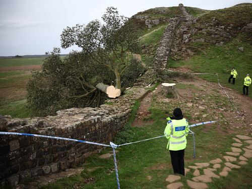 Distrussero l'"albero di Robin Hood". Due vandali condannati a 4 anni di carcere