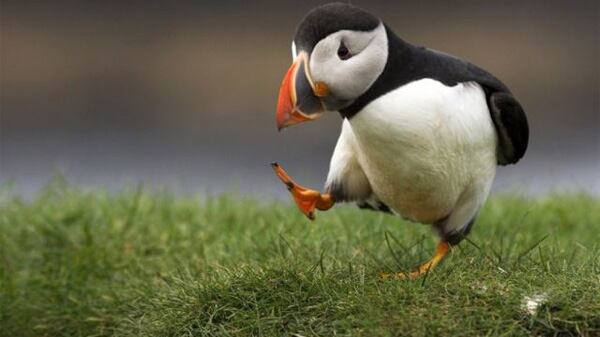 Il cambiamento climatico mette a rischio estinzione almeno 9 specie animali